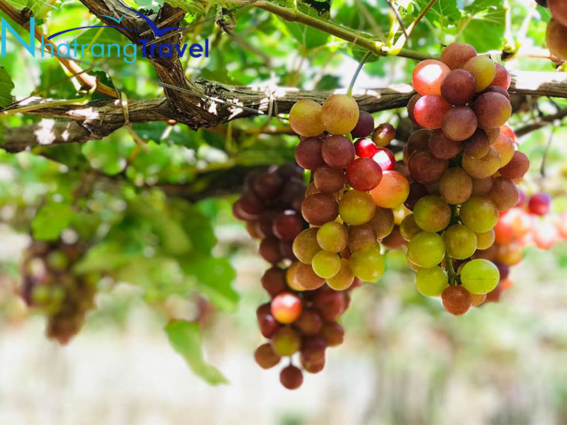 Hang Rái Nha Trang - Tuyệt Tác Hoàn Mỹ Số 1!