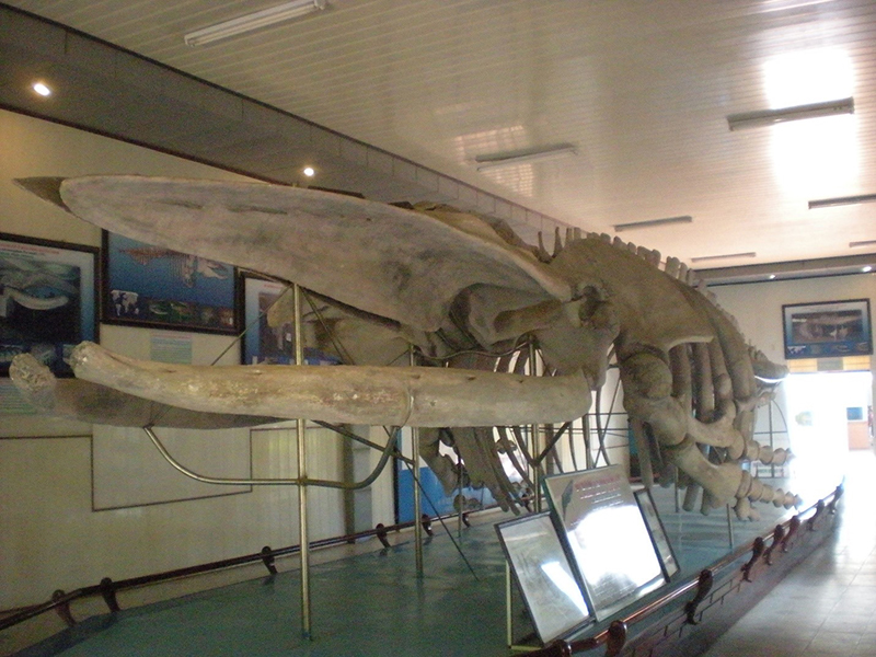 Viện Hải Dương Học - [TOP 10+] Điểm Tham Quan Hấp Dẫn Nha Trang!