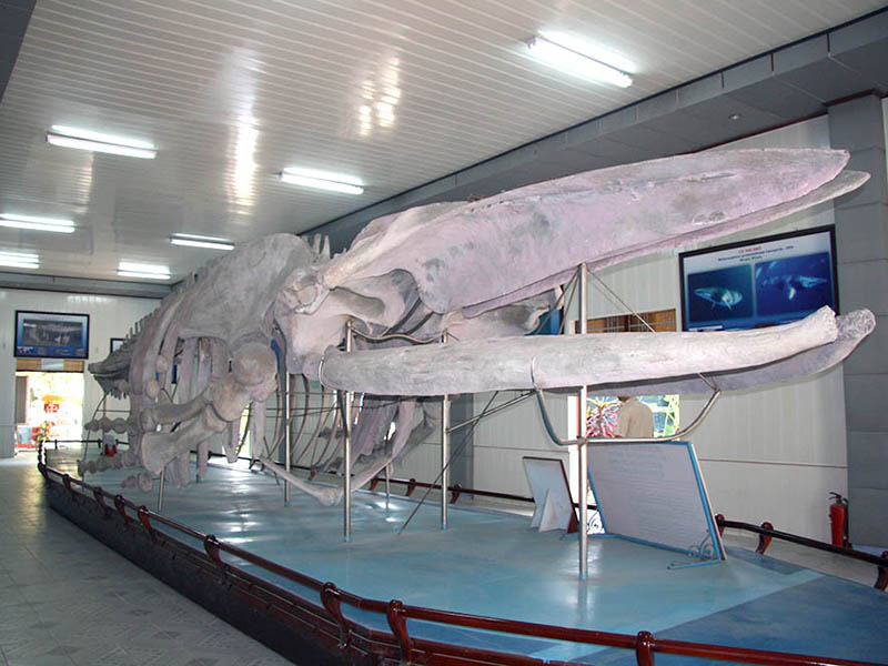 Viện Hải Dương Học - [TOP 10+] Điểm Tham Quan Hấp Dẫn Nha Trang!