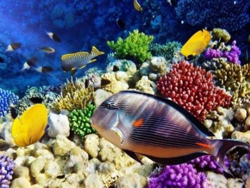 [TOP 10+] Kinh Nghiệm Du Lịch Bãi Dài Nha Trang Mới 2025!