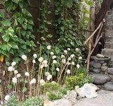 Cafe Hòn Kiến Nha Trang