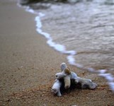 Vịnh Ninh Vân Nha Trang