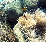 Vịnh San Hô Nha Trang