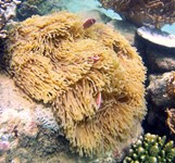 Vịnh San Hô Nha Trang