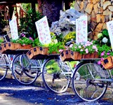 Cafe Hoa Đồng Nội