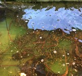 Hạnh Xuân - Hải Sản Nha Trang