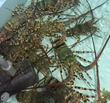 Hải Sản Nina Ngô Sĩ Liên Nha Trang