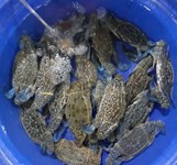 Ốc Mỹ Lương Sơn Vĩnh Luơng