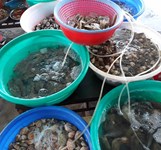 Ốc Mỹ Lương Sơn Vĩnh Luơng