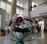 TTC Hotel Premium - Khách Sạn Michelia