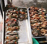 Hoàng Sa - Hải Sản Tươi Sống