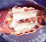 Hoàng Sa - Hải Sản Tươi Sống