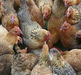 Gà Chỉ Chín Chiều Cam Ranh