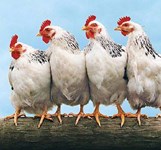 Gà Chỉ Chín Chiều Cam Ranh