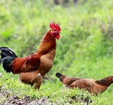 Gà Chỉ Chín Chiều Cam Ranh