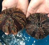 Hải Sản Khang Hỷ Nha Trang