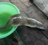 Nhà Bè Hồng Nhàn Cam Ranh