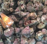 Nhà Bè Hồng Nhàn Cam Ranh