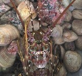 Nhà Bè Hồng Nhàn Cam Ranh