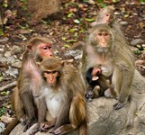 Đảo Khỉ Nha Trang - Hòn Lao