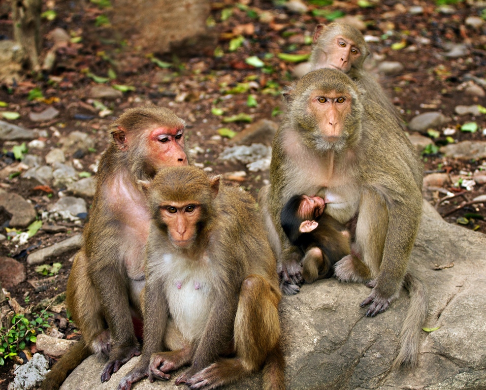 Đảo Khỉ Nha Trang - Hòn Lao