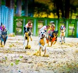 Đảo Khỉ Nha Trang - Hòn Lao