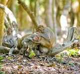 Đảo Khỉ Nha Trang - Hòn Lao
