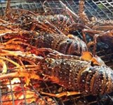 Ốc Xuân Anh Nha Trang