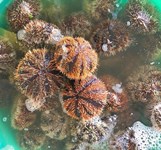 Hải Sản Bé Tân