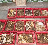 Hải Sản Bé Tân