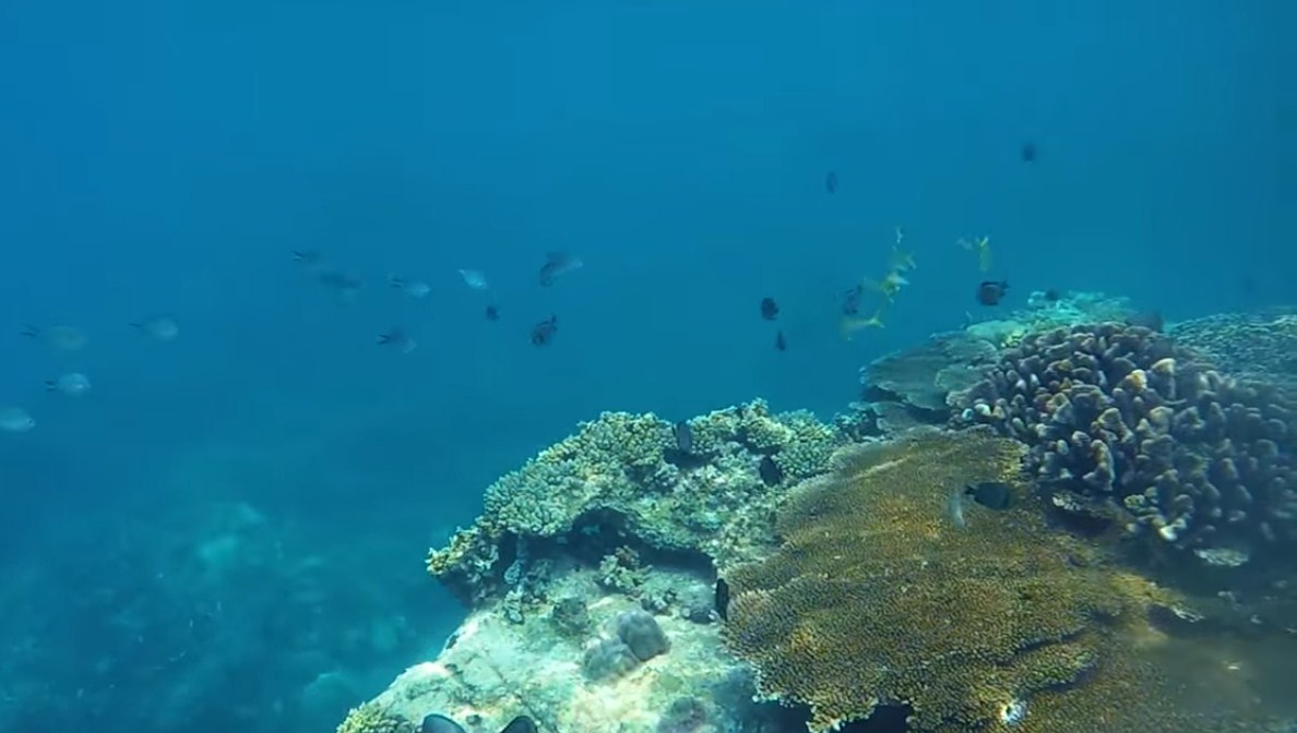 Lặn ngắm san hô ở hòn Mun Nha Trang