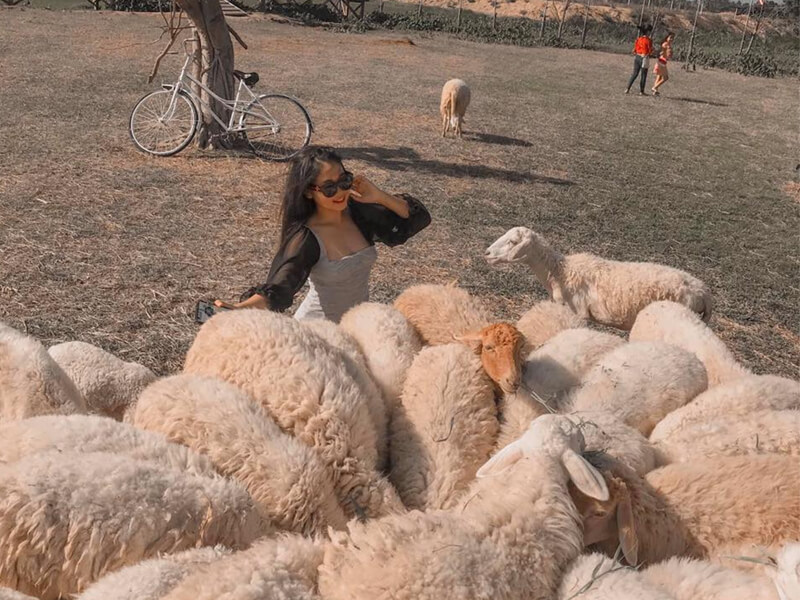 Check-in Với Những Chú Cừu Dễ Thương