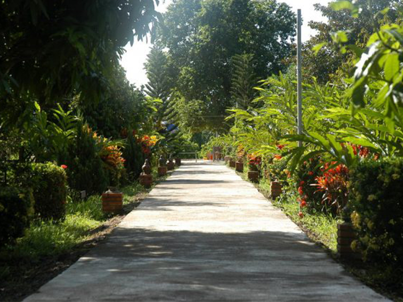 Con đường dẫn vào vườn trái cây